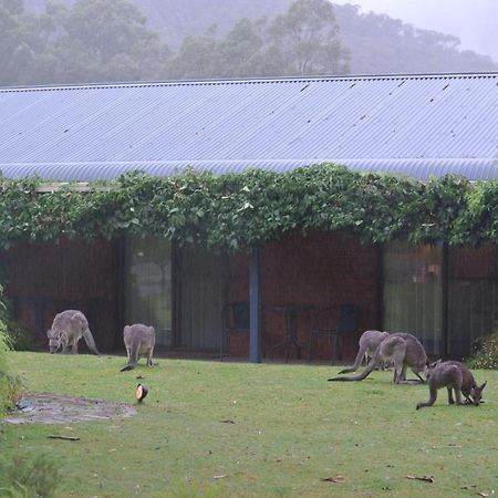 Kookaburra Motor Lodge Halls Gap Eksteriør billede