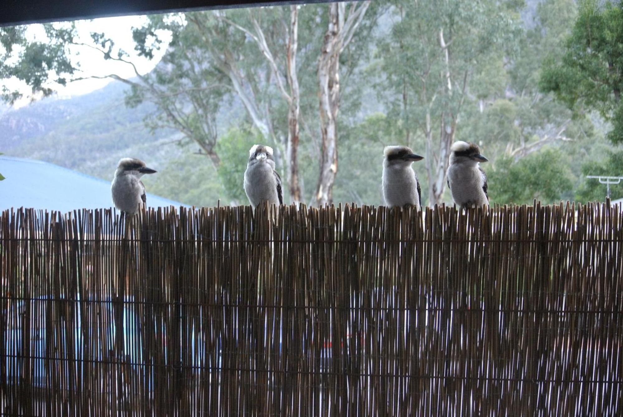 Kookaburra Motor Lodge Halls Gap Eksteriør billede