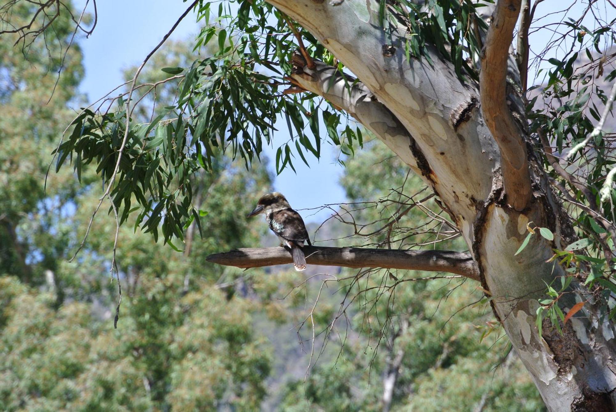 Kookaburra Motor Lodge Halls Gap Eksteriør billede